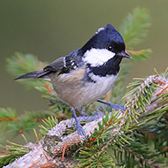 adulto, Lessinia (VR), 16.11.2008