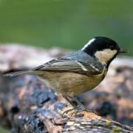 femmina, Verona, 11.02.2015