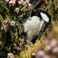 adulto, Sedico (BL), 18.11.2012