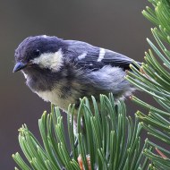 giovane, Lessinia (VR), 5.08.2017