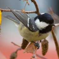 adulto, Verona, 19.11.2012