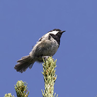 maschio, Altopiano di Asiago (VI), 31.07.2018