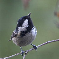 femmina, Verona, 10.02.2018