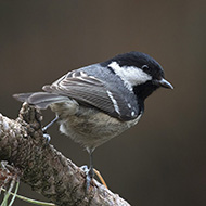 adulto, Verona, 5.03.2018