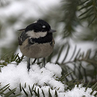 adulto, Verona, 1.03.2018