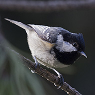 adulto, Verona, 20.01.2018
