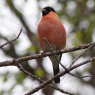 coppia ssp. <i>pyrrhula</i>, giugno