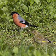 maschio con verdone, giugno