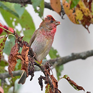 maschio, Val di Zoldo (BL), 16.06.2019