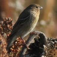 1cy, Val Paliaga (VE), 7.12.2013