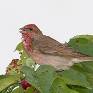 maschio, Val di Zoldo (BL), 16.06.2019
