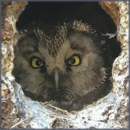 adulto, Lessinia (VR), 2.04.2017