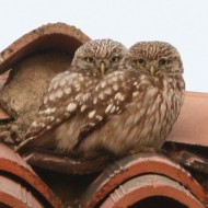 coppia, Favaro Veneto (VE), 11.04.2014