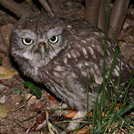 pullo, Verona, 29.07.2003