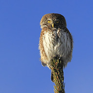 adulto, Lessinia (VR), 22.12.2014