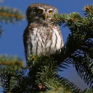 adulto, Passo della Mauria (BL), 10.10.2017