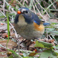 maschio adulto, gennaio