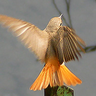 femmina, Verona, 15.04.2010