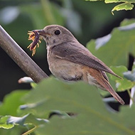 femmina, Erbezzo (VR), 29.06.2103