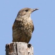 femmina, Branchetto - Lessinia (VR), 4.07.2015