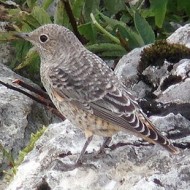 giovane, San Giorgio - Lessinia (VR), 14.08.2014