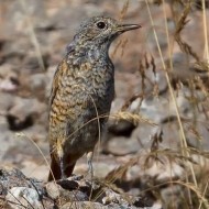 San Giorgio - Lessinia (VR), 21.08.2013