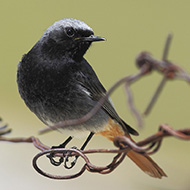 maschio, Lessinia (VR), 6.05.2011