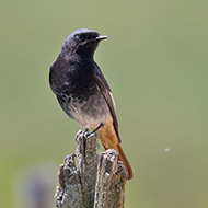 maschio, Lessinia (VR), 21.05.2017