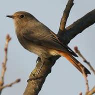 femmina, Mestre (VE), 18.03.2015