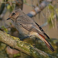 femmina, Povegliano Veronese (VR), 22.03.2016