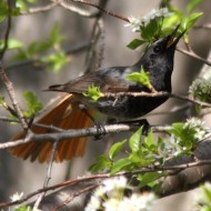femmina (a ds) e maschio in parata, aprile