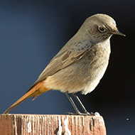 maschio 2cy, Branchetto - Lessinia (VR), 1.11.2007