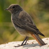giovane, Lessinia (VR), 22.07.2006