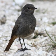 giovane, Monte Grappa (TV), 8.08.2012