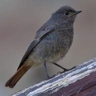 giovane, Campofontana - Lessinia (VR), 19.07.2014