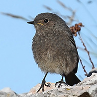 pullo, Lessinia (VR), 26.07.2010