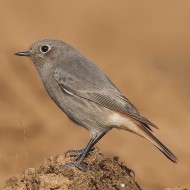 femmina(?), Nesente - Verona, 16.10.2011