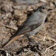 femmina/1cy(?), luglio