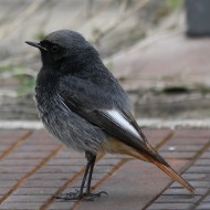 maschio, Laguna del Mort (VE), 19.03.2011