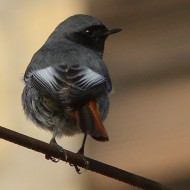 maschio, Caorle (VE), 3.01.2015