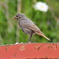 femmina(?), Lessinia (VR), 5.07.2008