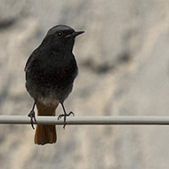 maschio, Lessinia (VR), 2.06.2018