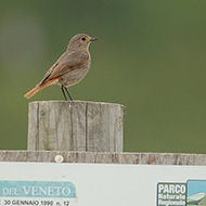 femmina, San Giorgio - Lessinia (VR), 13.07.2015