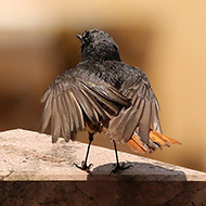 maschio, Giazza - Lessinia (VR), 24.06.2017