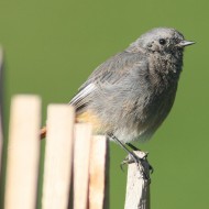 maschio 2cy?, settembre