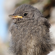 pullo, Lessinia (VR), 26.07.2010