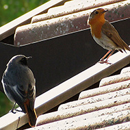 codirosso spazzamino con pettirosso, Verona, 18.02.2010