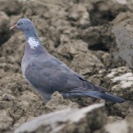 adulto, Ca' Bizzassa (VE), 8.09.2007