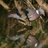 adulto, Oasi Gaggio (VE)