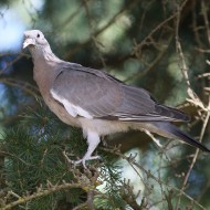 giovane, Favaro Veneto (VE), 19.07.2016